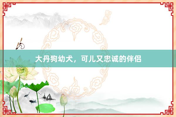 大丹狗幼犬,可儿又忠诚的伴侣
